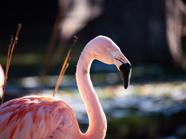 Zoo di Skopje